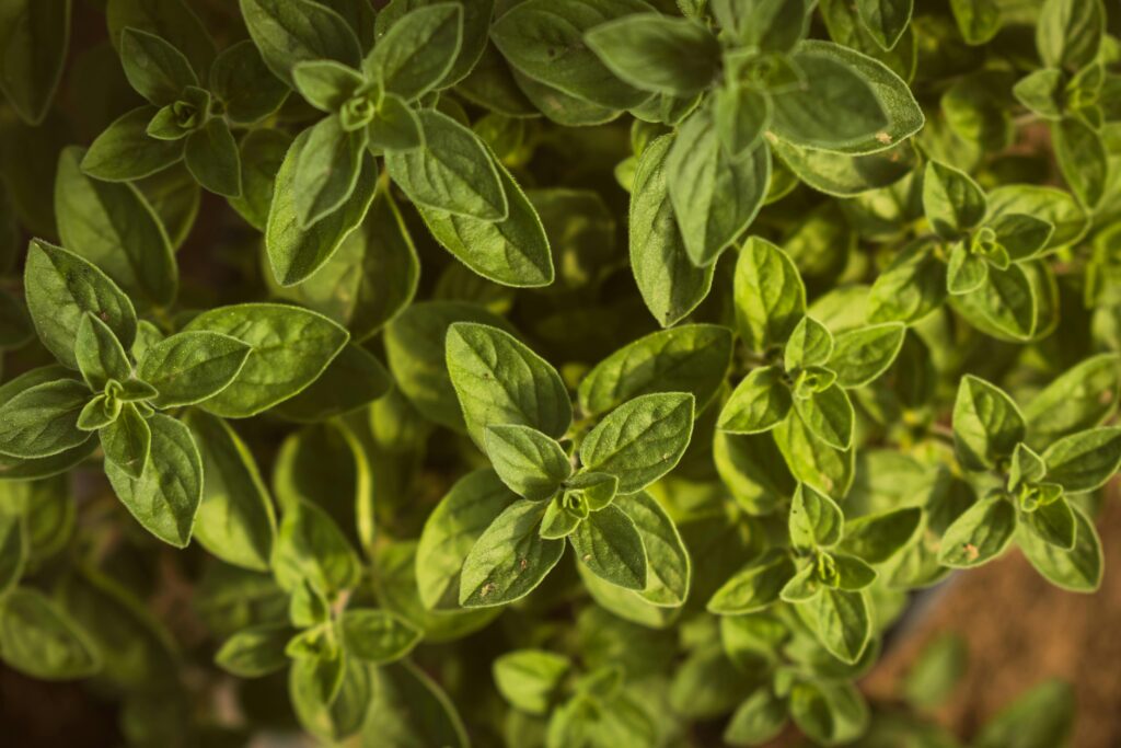 O orégano é benéfico para a saúde dos pulmões, por possuírem antioxidantes e propriedades antibacterianas e antivirais.