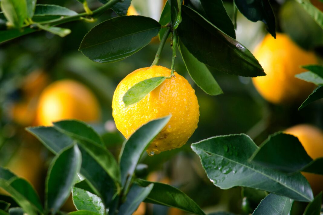 Laranja é uma fonte de Vitamina C
