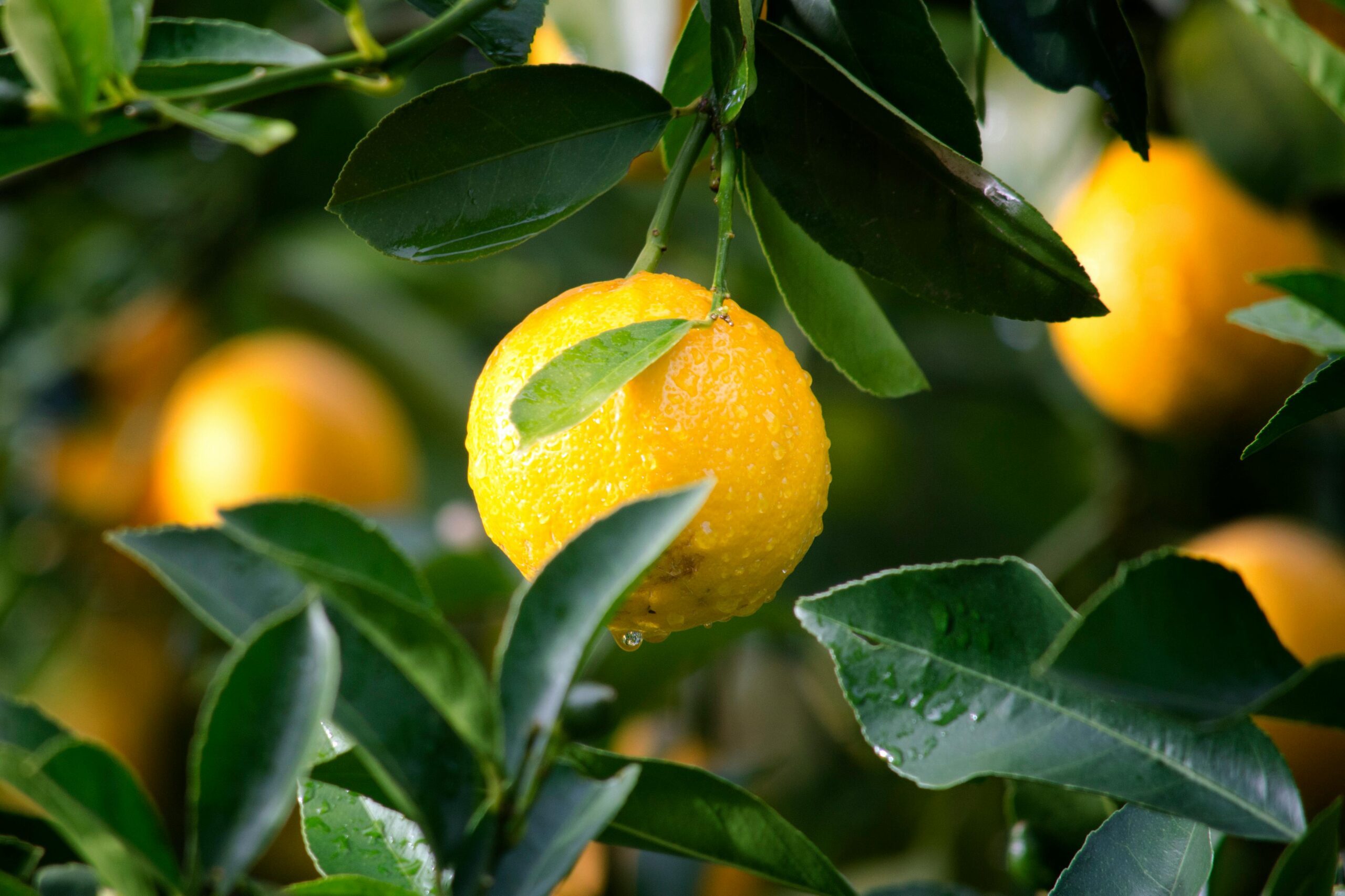 Laranja é uma fonte de Vitamina C