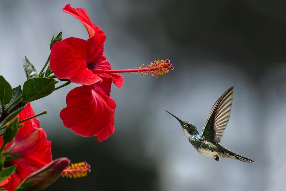 Chá de Hibisco pode ajudar a emagrecer