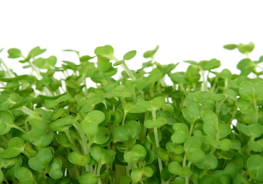 Vegetais como brócolos, couve-flor e agrião estão repletos de antioxidantes e nutrientes que apoiam a saúde em geral e podem melhorar o seu humor.